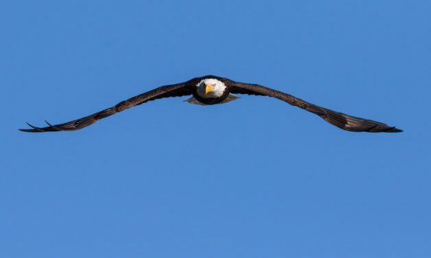 Don’t Send Your Ducks To Eagle School