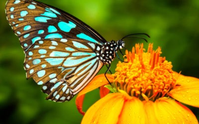 Summer Butterfly Walk at Deering Estate: July 22