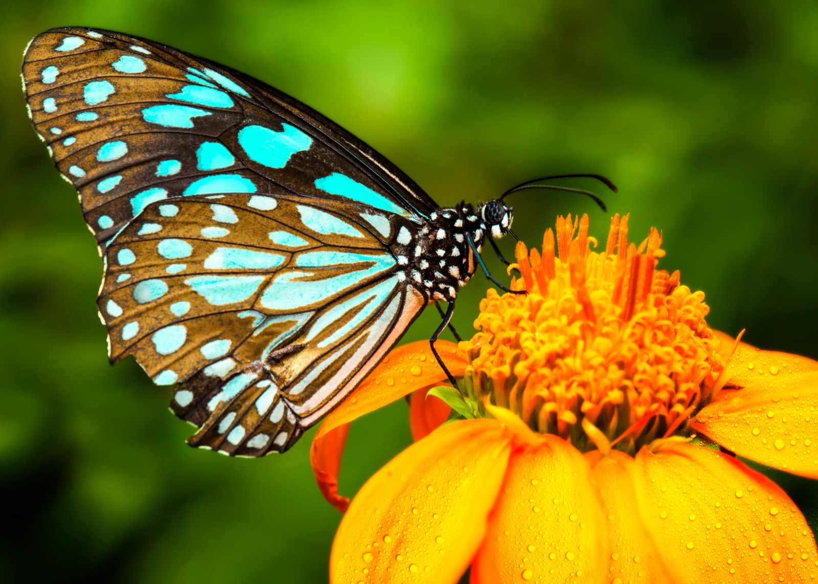 Summer Butterfly Walk at Deering Estate: July 22