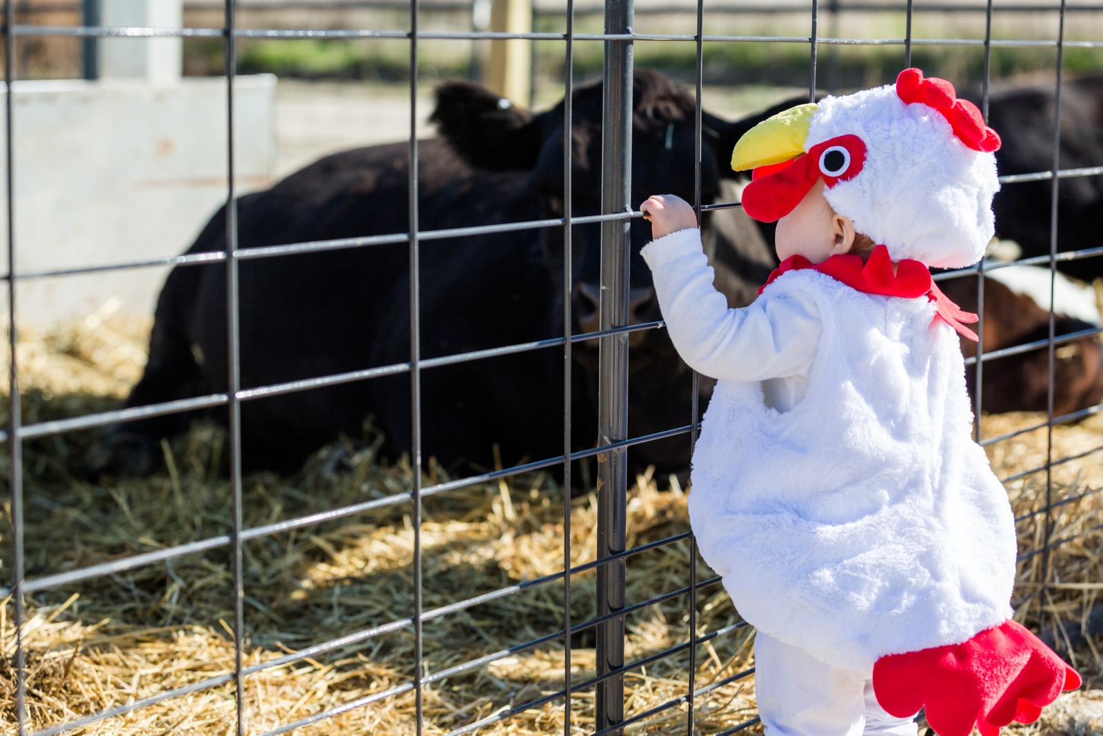 Halloween at the Zoo: Zoo Boo!