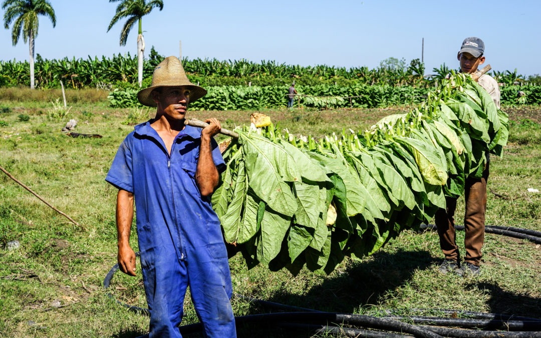 Vegas Robaina Review