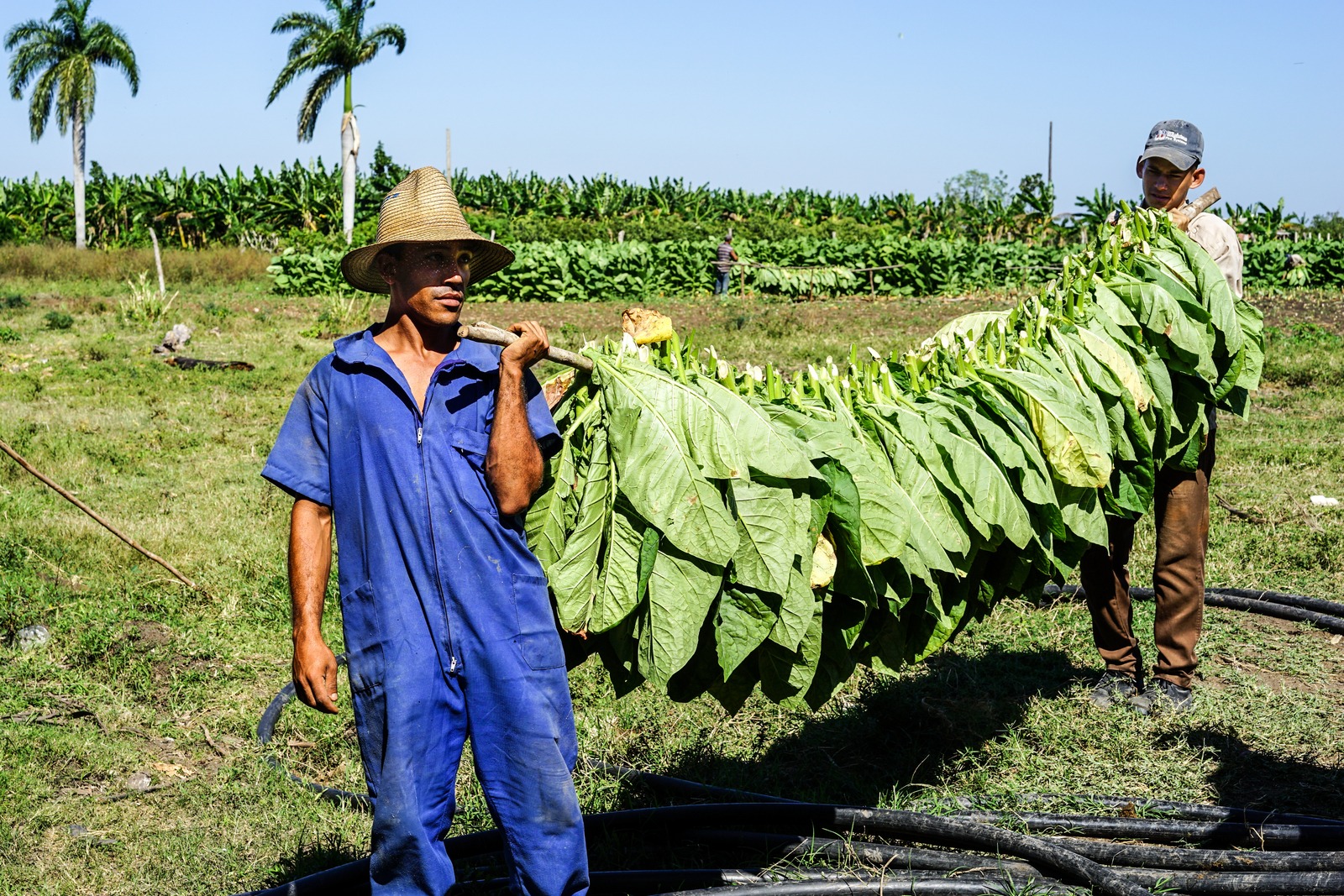 Vegas Robaina Review