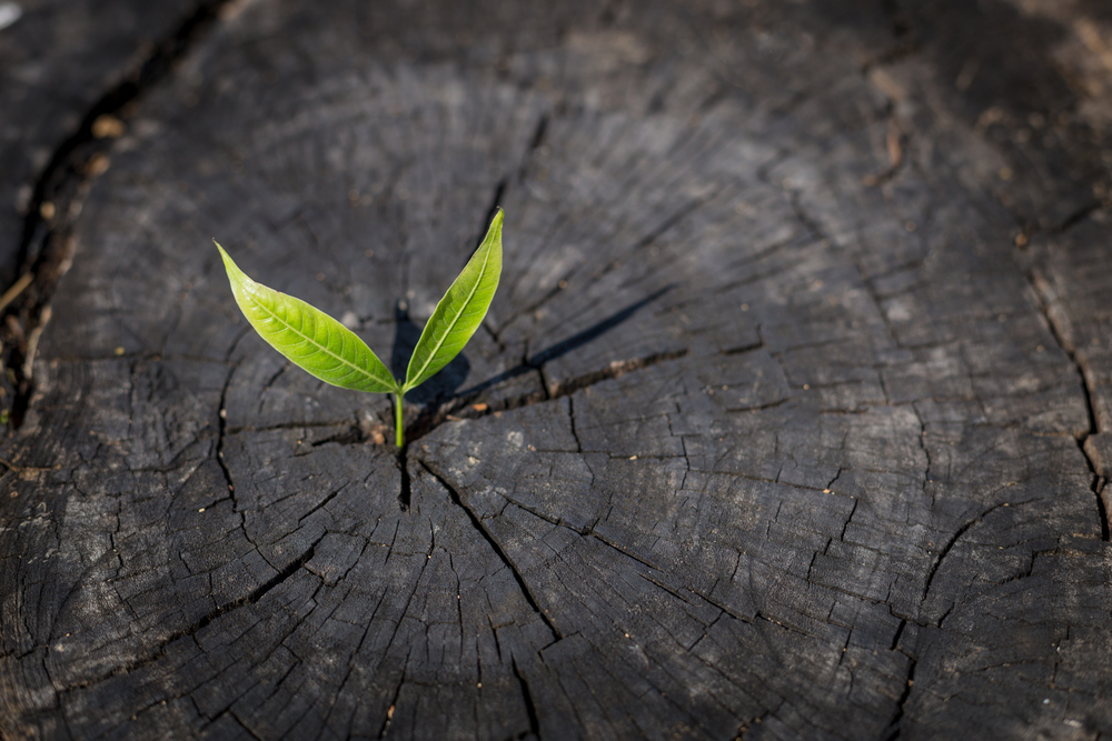 The Lesson of Adversity: The Catalyst of Learning