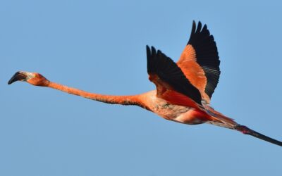 Hialeah’s Iconic Pink Flamingos: A Cultural Symbol