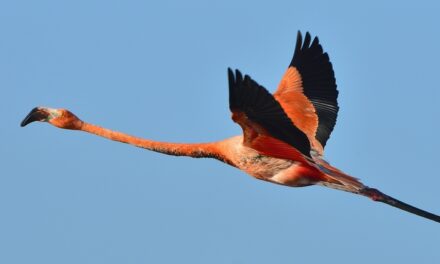 Hialeah’s Iconic Pink Flamingos: A Cultural Symbol