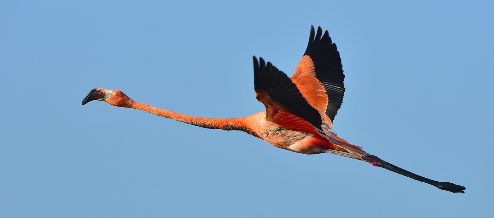 Hialeah’s Iconic Pink Flamingos: A Cultural Symbol