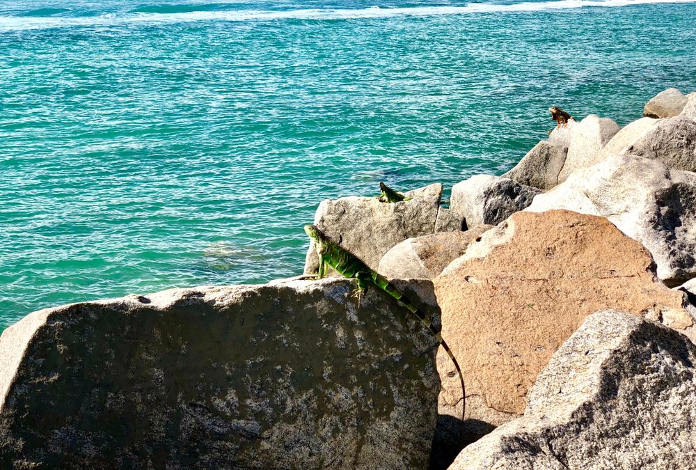 Shaun Judy – Miami Pest Control Company Built on Family, Technology, and Trust