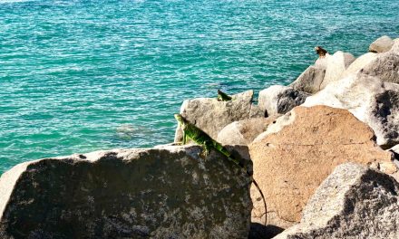 Shaun Judy – Miami Pest Control Company Built on Family, Technology, and Trust