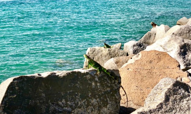 Shaun Judy – Miami Pest Control Company Built on Family, Technology, and Trust