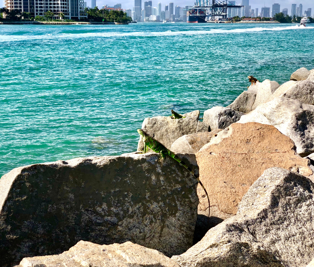 Shaun Judy – Miami Pest Control Company Built on Family, Technology, and Trust