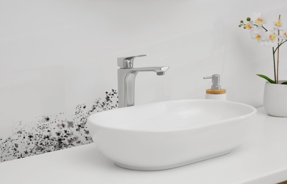 Miami Mold Specialists